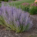 SALVIA PEROVSKIA