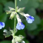 SALVIA PROCURRENS