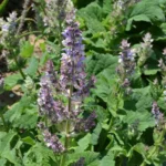 SALVIA SCLAREA