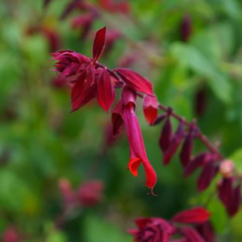 540-1.webp SALVIA VAN HOUTTEI BURGUNDY - Imagen 1