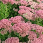 SEDUM SPECTABILE