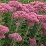 SEDUM AUTUMN JOY