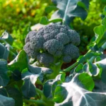 BROCOLI