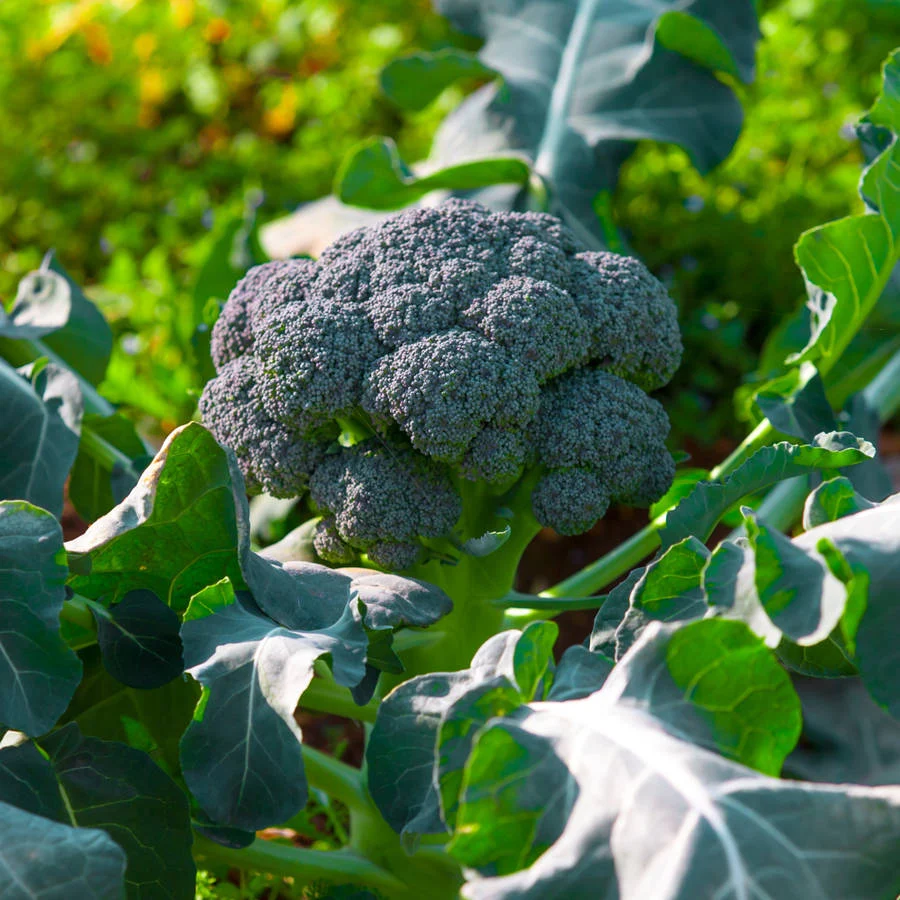 546-1.webp BROCOLI - Imagen 1