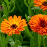 CALENDULA