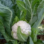 COLIFLOR