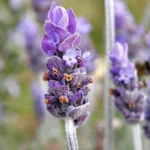LAVANDA