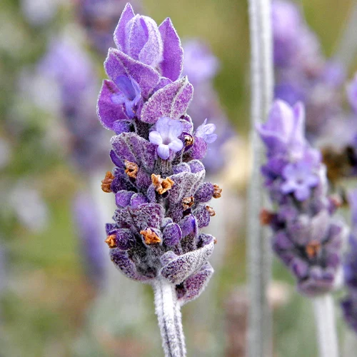 555-1.webp LAVANDA - Imagen 1