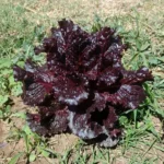 LECHUGA MORADA