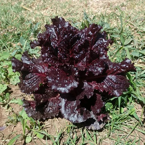 556-1.webp LECHUGA MORADA - Imagen 1