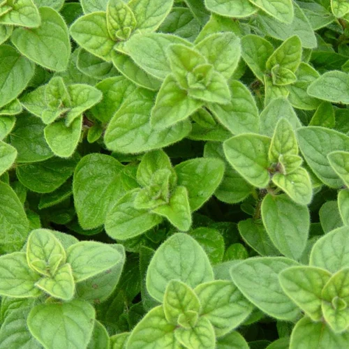 557-1.webp OREGANO - Imagen 1