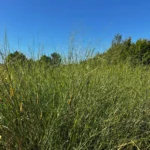 PANICUM ANTIDOTALE