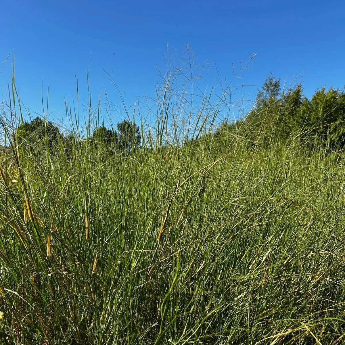 WhatsApp-Image-2026-03-11-at-09.53.19-e1773233708400.webp PANICUM ANTIDOTALE - Imagen 1
