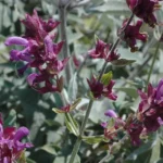 SALVIA CANARIENSIS