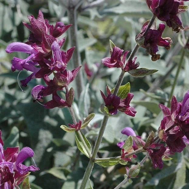 canariensis-salvia-e1773146709977.webp SALVIA CANARIENSIS - Imagen 1